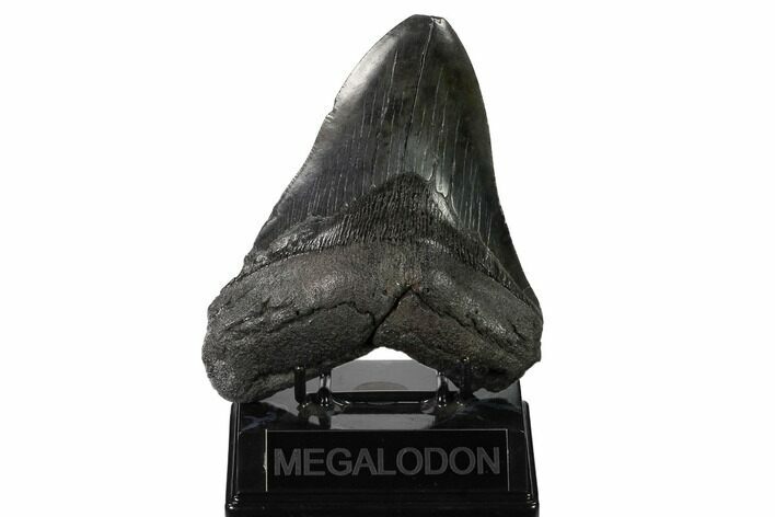 Bargain, Fossil Megalodon Tooth - South Carolina #167984